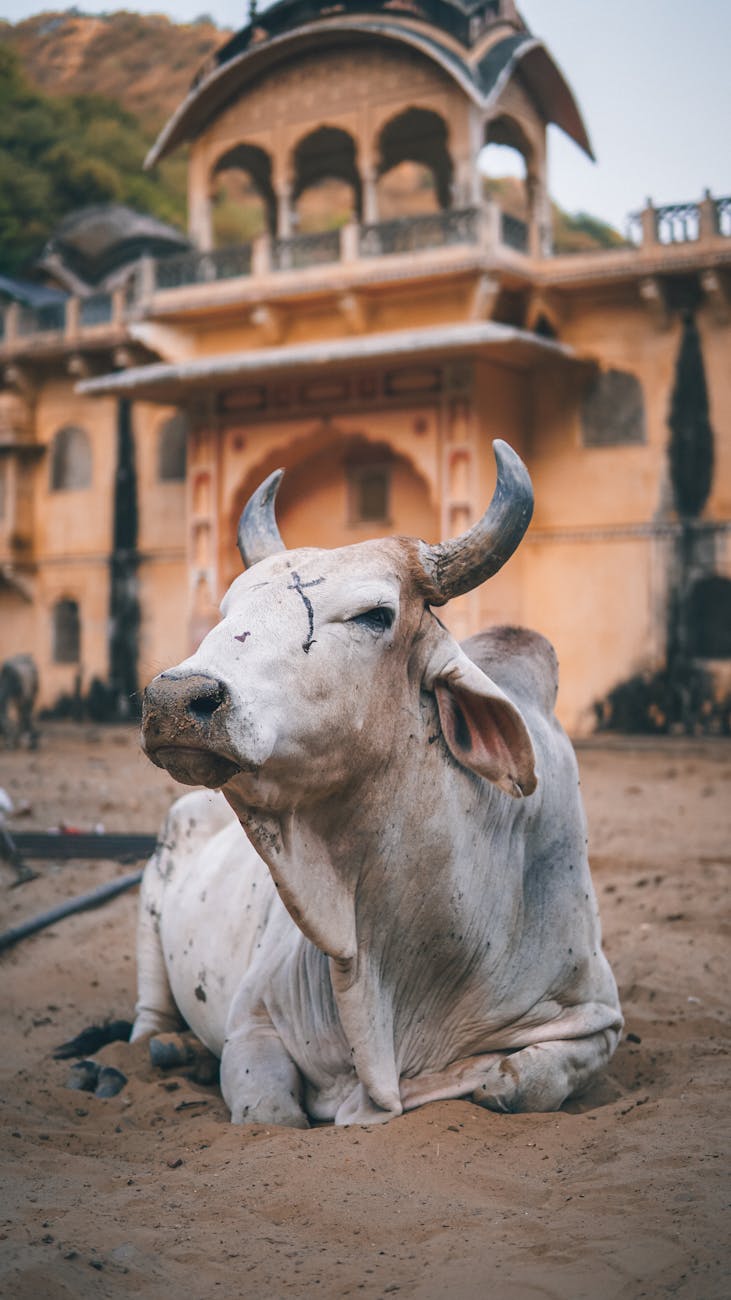 Why cows roam freely on Indian streets—a total “Wait, what?” moment for many foreign tourists.